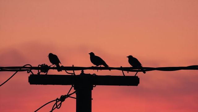 Three birds perching on power line at sunset silhouette over gradient sky
