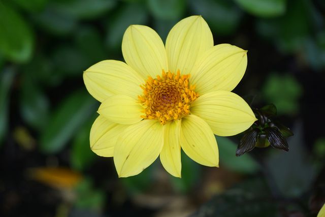 Botanique fleur fleur jaune floraison - Download Free Stock Photos Pikwizard.com