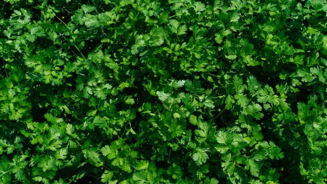 Close-up view of fresh, green cilantro leaves. Ideal for use in culinary blogs, gardening and farming websites, or for visually enhancing recipes. Perfect for backgrounds and nature-related content.