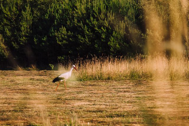 White stork walking gracefully through a sunlit meadow, with a backdrop of dense greenery. Ideal for themes of wildlife photography, nature, summer scenery, and tranquil outdoor settings. Perfect for use in nature magazines, environmental blogs, and educational content about birds and their habitats.