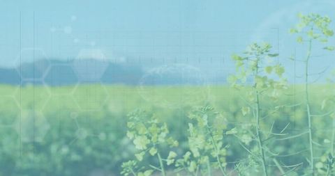 Framing canola stems with agritech hex grid overlay visualizing crop data in field
