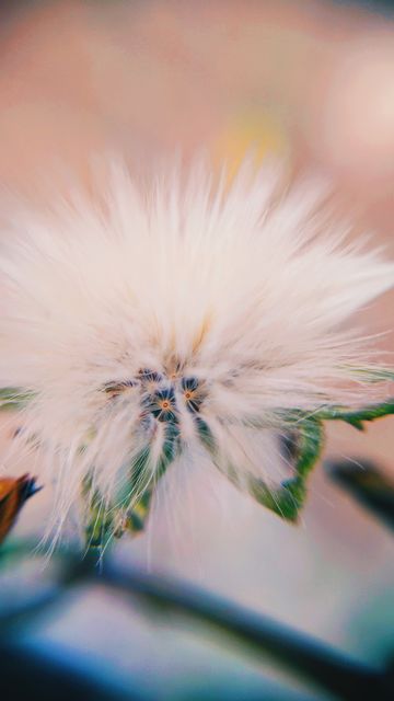 Close-up of white dandelion seed head with blurred background - Download Free Stock Photos Pikwizard.com