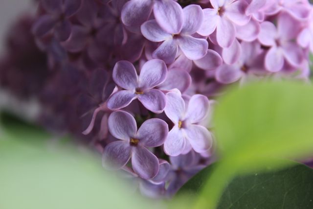 Selective Focus of Purple Flowers - Download Free Stock Photos Pikwizard.com