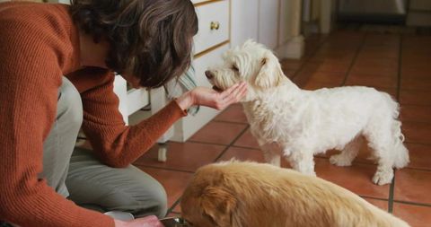 Pet Owner Feeding Dogs in Cozy Kitchen with Tiled Floor
