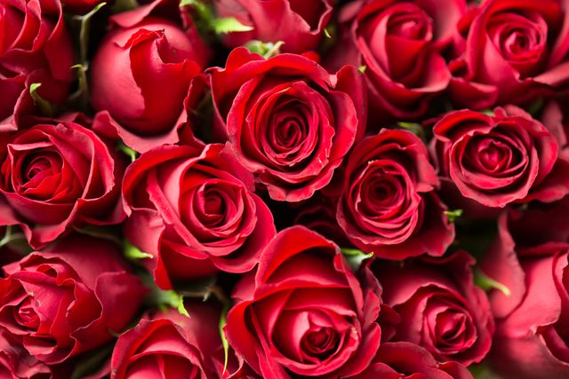 Vibrant red roses creating a visually pleasing and romantic floral pattern. This image can be used for Valentine's Day greetings, wedding invitations, wallpapers, romantic-themed products, or floral arrangement promotions.