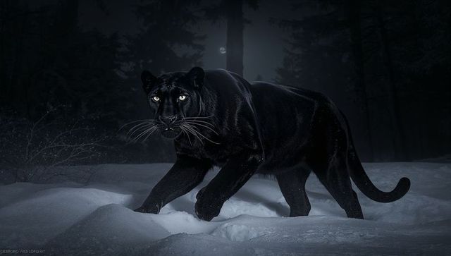 Moonlit stalking black panther gliding through snowdrifts in dark conifer forest