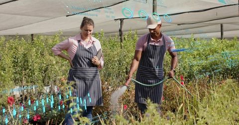 Nursery staff watering plants checking tablet with augmented data overlay in shadehouse