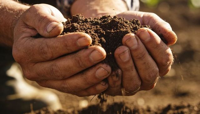 Cupped hands holding rich crumbly garden soil under warm golden-hour light