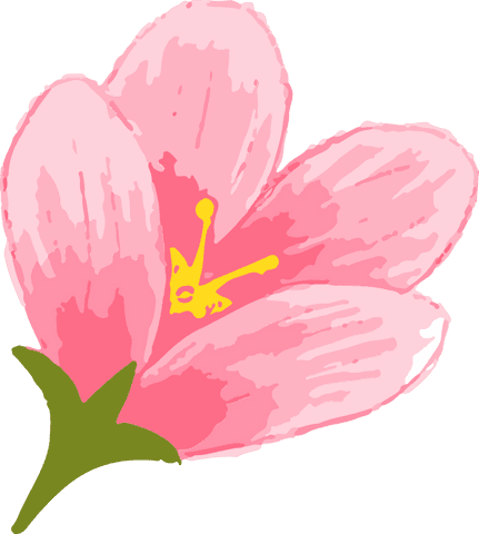 Flat design pink blossom with transparent background