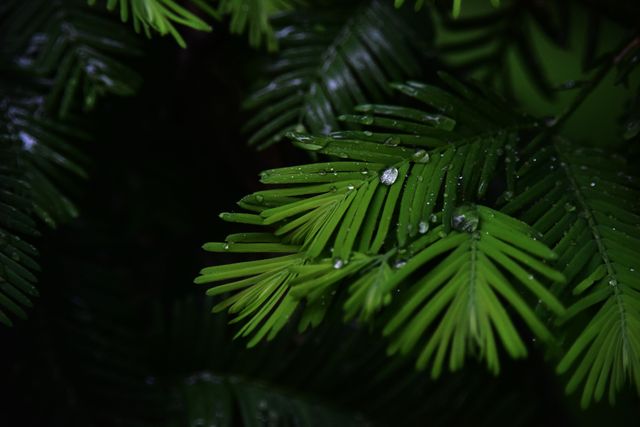 Close-up of Pine Tree in Forest during Winter - Download Free Stock Photos Pikwizard.com