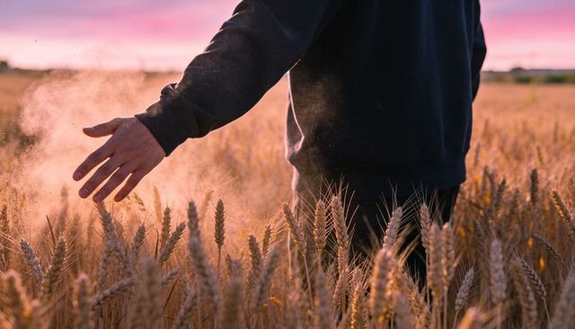 Adult hand brushing golden wheat at sunset golden hour in warm backlit field