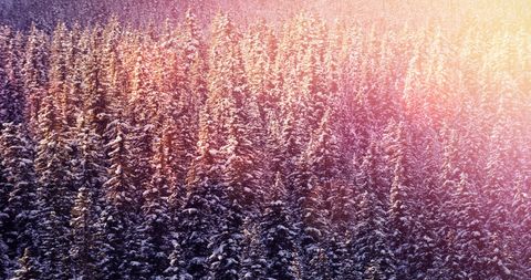 Magical Winter Forest with Snow-Covered Firs - Download Free Stock Images Pikwizard.com