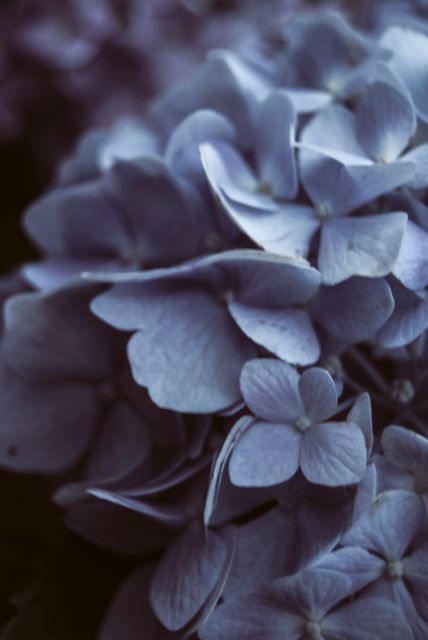Close-up of Purple Hydrangea Flowers in Bloom - Download Free Stock Photos Pikwizard.com