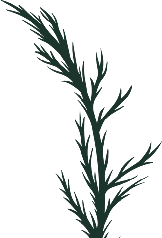 Minimalist Conifer Twig Silhouette on Transparent Background - Download Free Stock Videos Pikwizard.com