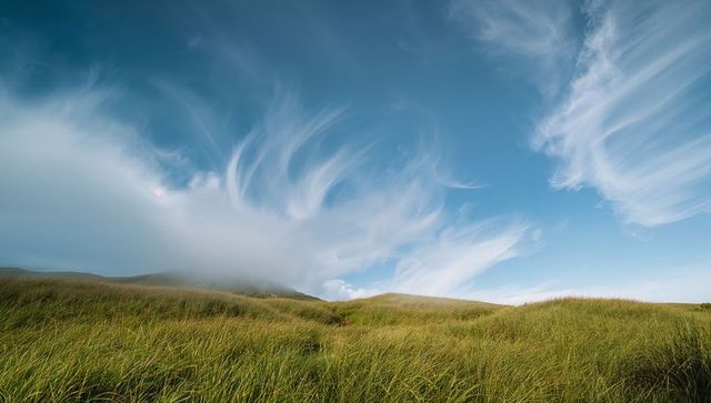 Swaying coastal dune grasses forming rolling hills with misty trail and cirrus cloudscape