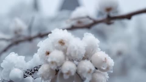 Camera pulling back revealing rimed berries and snow-covered turrets in park