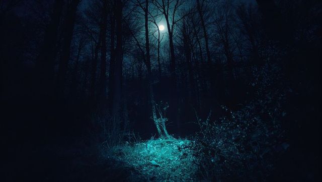 Full Moon Illuminating Mysterious Forest Wilderness at Night