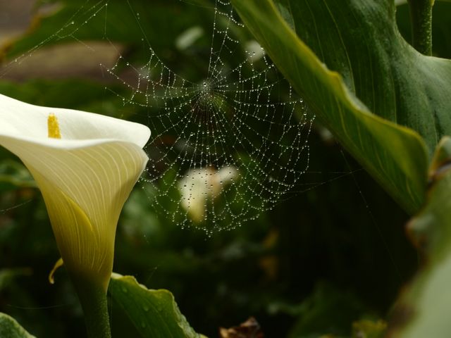 Dew-covered spider web hanging between green leaves near a blooming calla lily. Perfect for nature photography, garden designs, or morning-themed projects. Ideal for websites, blogs, and presentations celebrating natural beauty and tranquility.