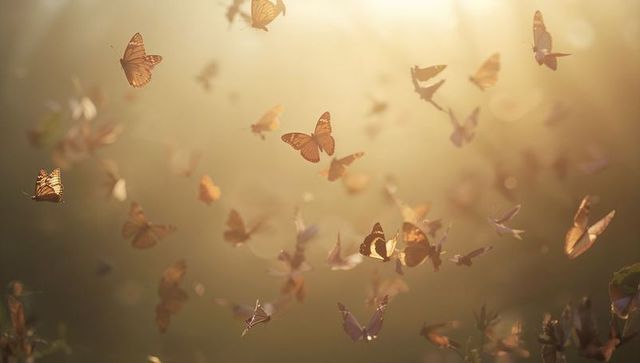 Golden monarch butterfly swarm fluttering through sunlit meadow at golden hour