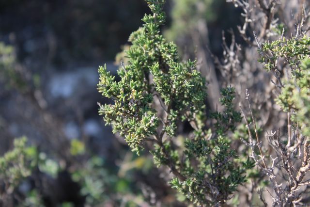 Close-Up of Green Shrub in Natural Habitat - Download Free Stock Photos Pikwizard.com