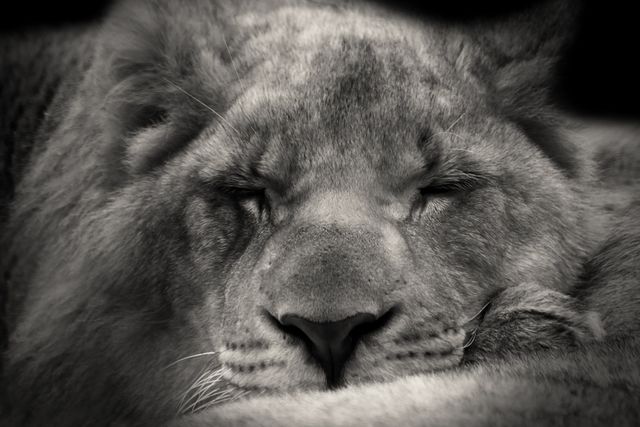 Black and White Close-Up of Sleeping Lion - Download Free Stock Photos Pikwizard.com
