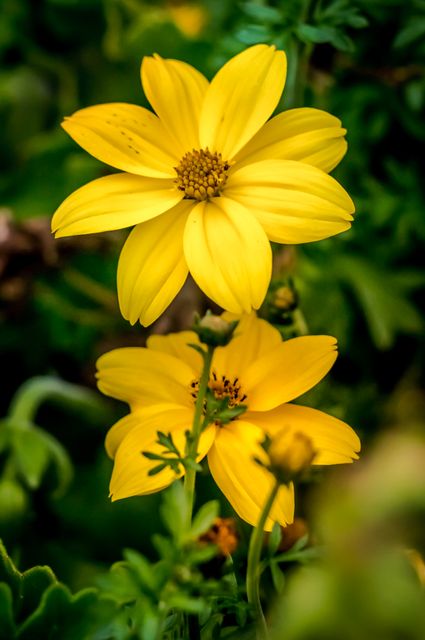 Yellow flowers blooming in lush green surroundings create an eye-catching and lively scene, suitable for adding a touch of natural elegance to design projects, such as website backgrounds, social media posts, greeting cards, and promotional materials.
