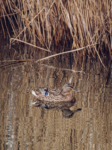 Mallard duck peacefully swimming in a calm lake with tall reeds in the background. The water's reflection adds to the serene atmosphere. Useful for nature and wildlife-related content, educational materials about bird species, and environmental conservation campaigns.