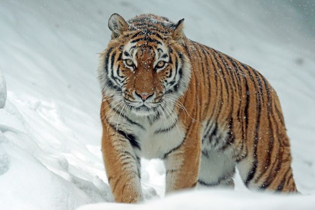 Majestic Bengal Tiger Walks in Snow-Covered Habitat - Download Free Stock Photos Pikwizard.com
