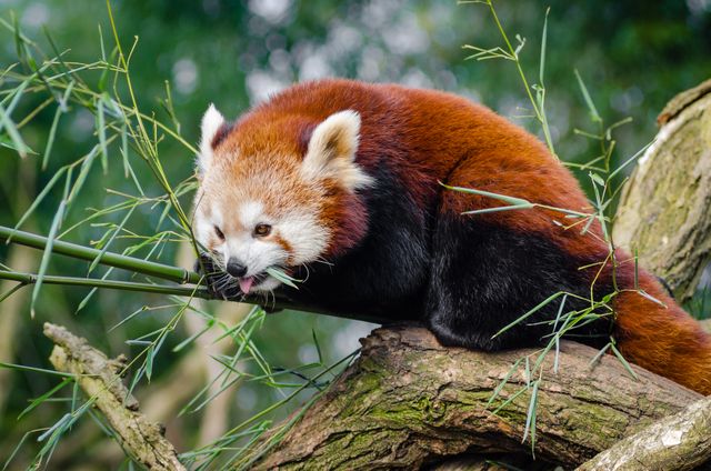 Red panda eating bamboo on a tree branch - Download Free Stock Photos Pikwizard.com