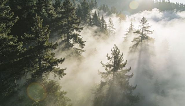 Sunlit pines rising through morning fog casting golden rays over mountain valley