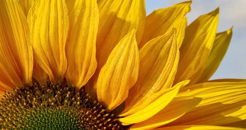 Blooming Sunflower in Field Capturing Nature's vibrancy