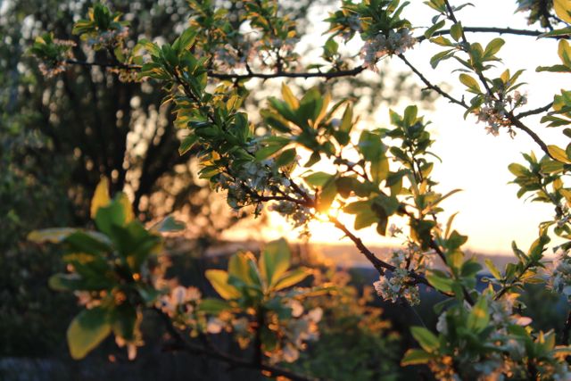 This image captures the vibrant scene of spring blossoms on a tree branch against the backdrop of a setting sun. Use this image in nature-themed projects, spring promotions, gardening blogs, or websites for a calm and serene atmosphere. The soft sunlight filtering through the leaves highlights the sense of renewal and beauty typical of springtime.