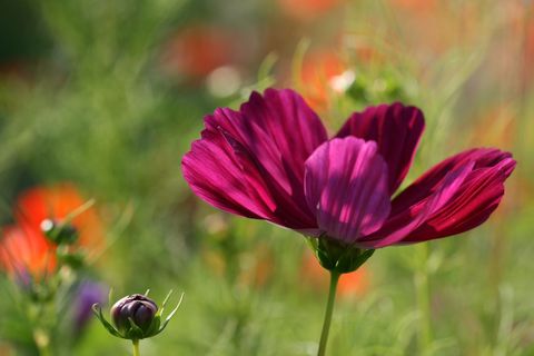 Deep magenta cosmos blooming with soft bokeh wildflower meadow background