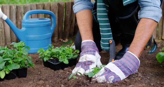 Hands of a person seen planting seedlings in a garden bed. The gardener is using gloves and a watering can is placed nearby. This scene signifies gardening as a hobby or profesión, sustainable living, and environmental care. Suitable for eco-friendly campaigns, gardening tips articles, and hobbyist websites.