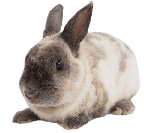 transparent rabbit sitting alert and calm, brown and white mix coat - Download Free Stock Videos Pikwizard.com