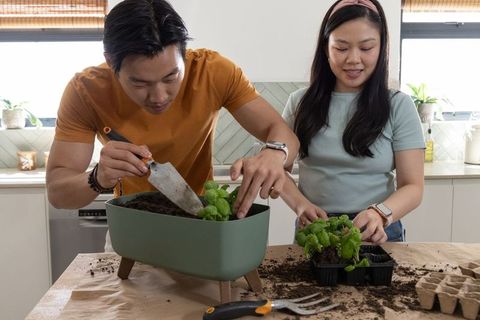 Asian couple planting basil indoors on kitchen table, creating homegrown herb planter