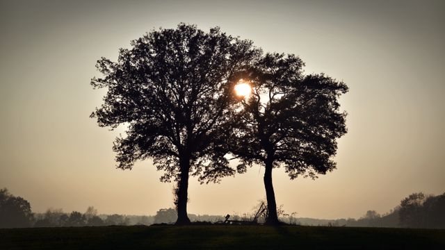 Sunrise Behind Two Trees in Open Field - Download Free Stock Photos Pikwizard.com