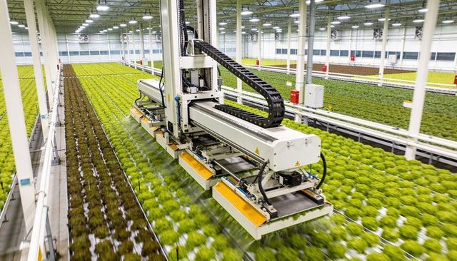 Gantry robot harvesting lettuce in climate-controlled indoor farm with yellow modules