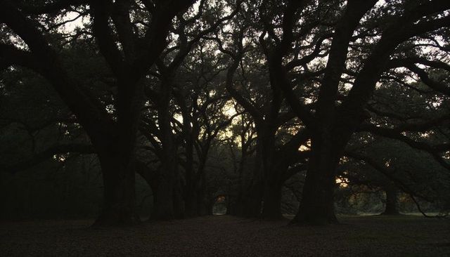 Ancient oak alley forming dark canopy tunnel over leaf-littered path at dusk