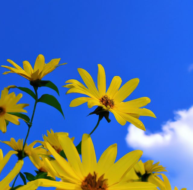 Bright yellow sunflowers stand tall against a clear blue sky and occasional fluffy white clouds. This vibrant nature scene is perfect for photography, greetings cards, nature blogs, and summer-themed advertisements.