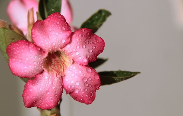 Close-Up of Pink Flower with Water Droplets in Natural Light - Download Free Stock Photos Pikwizard.com