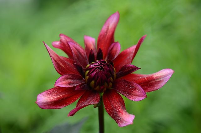 A detailed close-up of a red dahlia in full bloom. Ideal for use in gardening publications, botanical illustrations, floral designs, and promotional materials related to gardening or floral arrangements. The vibrant color and sharp details make it suitable for both digital and print media.