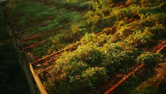 Rustic Slatted Garden Bed with Verdant Growth and Rusted Texture