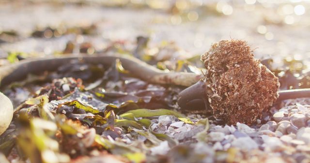 Close-up view of seaweed and other marine vegetation lying on sandy shore at sunrise. Ideal for concepts related to coastal environment, marine ecosystems, nature's beauty, conservation efforts, and outdoor lifestyle.