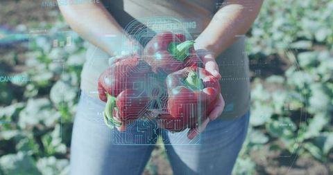 Woman holding red bell peppers in garden with augmented reality crop analysis overlay