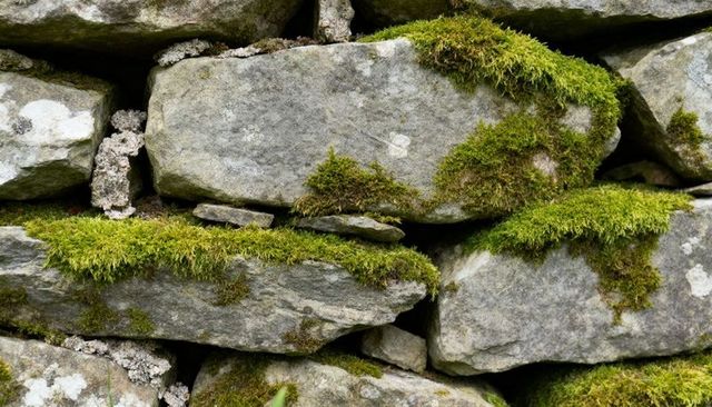 Moss creeping over limestone dry stone wall close-up textured weathered rustic masonry