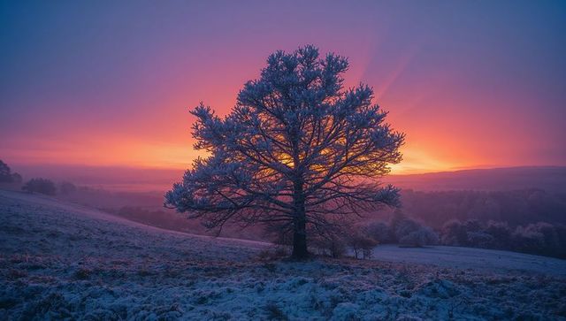 Solitary frosted tree silhouetted at vibrant sunrise over misty winter meadow horizon