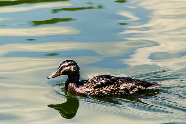 Brown female mallard duck swimming calmly in clear water, with gentle ripples surrounding her. This image captures the beauty and tranquility of a natural setting, perfect for wildlife enthusiasts. Use it in articles, magazines, blogs, or educational materials focusing on nature, birds, or tranquil scenery.
