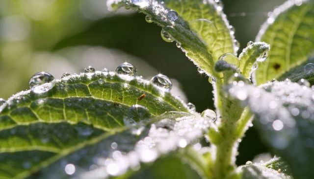 Dew-dotted serrated leaves refracting morning sunlight in soft garden bokeh macro