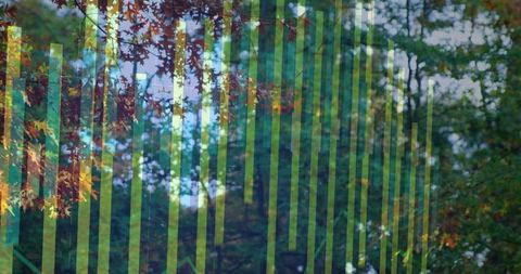 Translucent green-yellow vertical stripes over autumn canopy creating abstract foliage texture